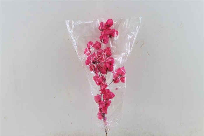 Dried Bougainvillea X5 55cm Cerise Bunch