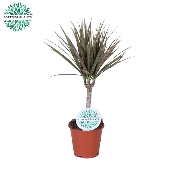 <h4>Dracaena Bicolor p12</h4>