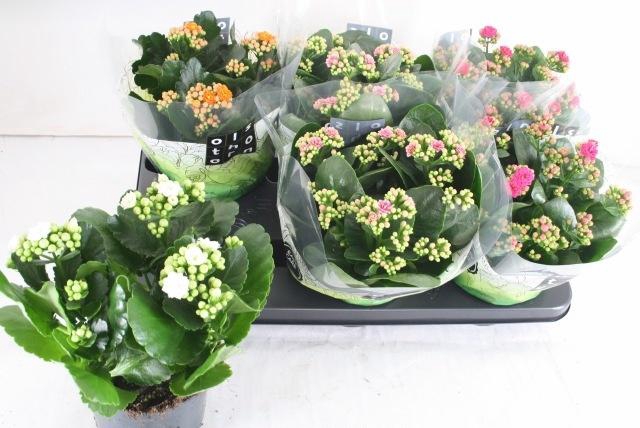 <h4>KAL GE GEM 4 KL</h4>