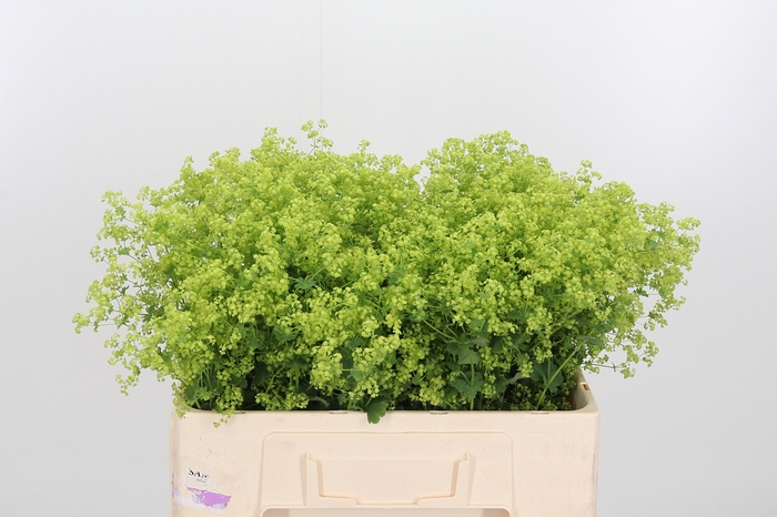 <h4>Alchimella Robusta</h4>