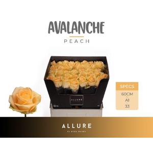Rosa gr Avalanche Peach