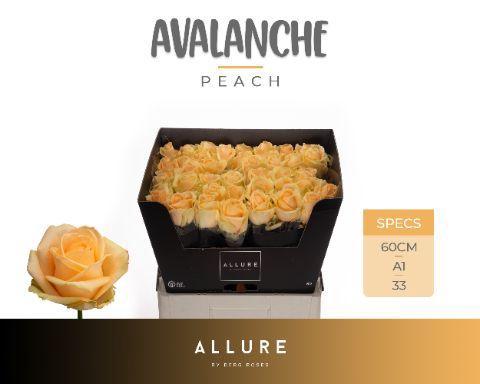 <h4>Rosa gr Avalanche Peach</h4>