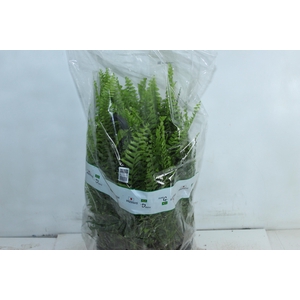 SAMAMBAIA AMERICANA C25