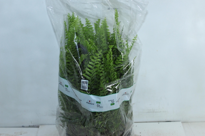 <h4>SAMAMBAIA AMERICANA C25</h4>