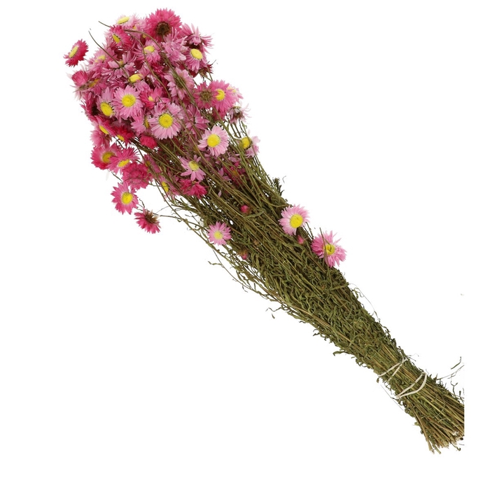 <h4>Dried flowers Acroclinium 60cm</h4>