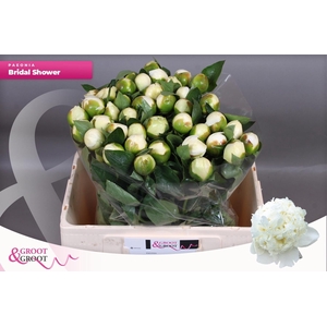 PAEO L BRIDAL SHOWER