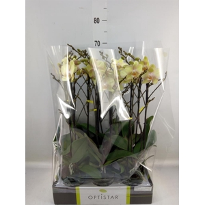 Phalaenopsis   ...yellow