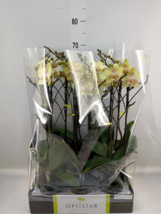 <h4>Phalaenopsis ...yellow</h4>