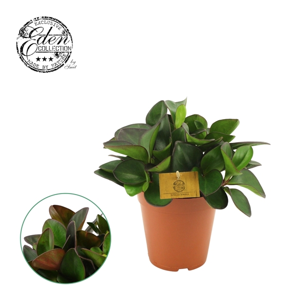 <h4>Peperomia Clussifolia Red Margin 15cm</h4>