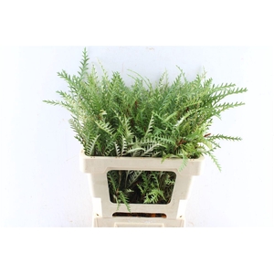 Grevilea Ivanhoe Groen