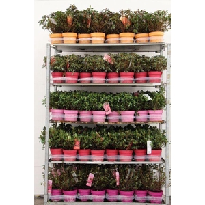 Azalea jap. mix trolley C02 (Colour&Green TST) (MG26020)