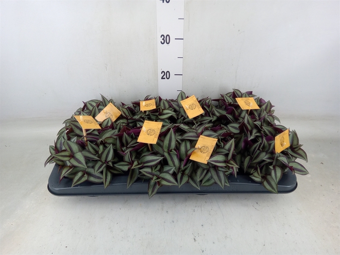 <h4>Tradescantia zebr. 'Purpusii'</h4>