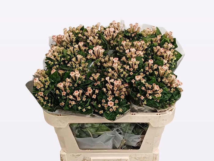 <h4>Bouvardia Royal Blossom Vreeken</h4>