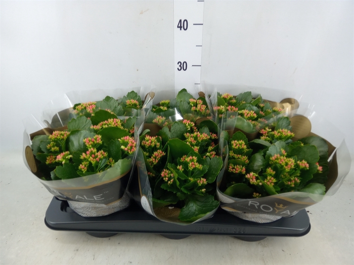 <h4>Kalanchoe blos. 'RosDon Justino'</h4>