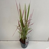 Imperata 'Red Baron'