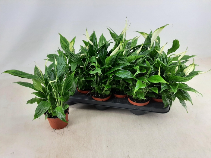 <h4>SPATH CHOPIN</h4>