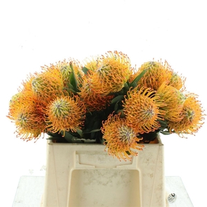 LEUCO AYOBA SUN