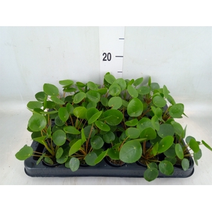 Pilea peperomoides