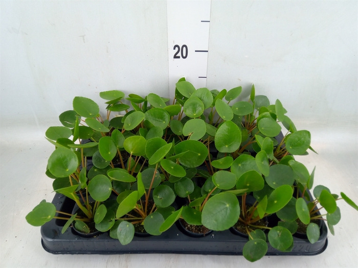 <h4>Pilea peperomoides</h4>