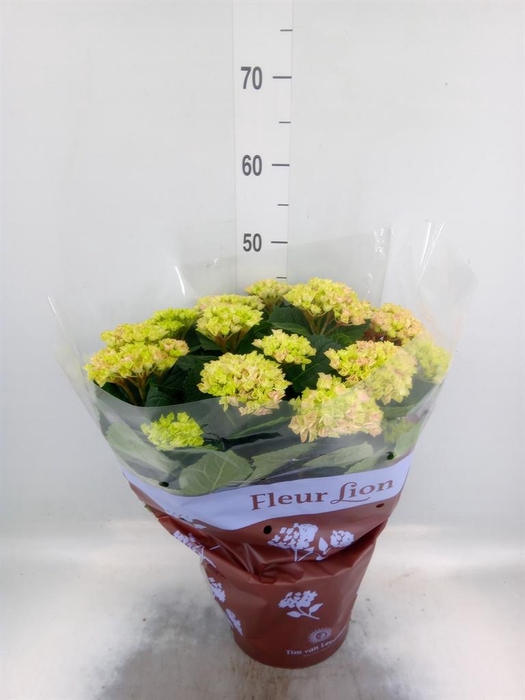 <h4>Hydrangea mac. 'Magical Evolution'</h4>