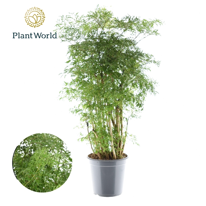 <h4>Polyscias Hawaiiana Ming vertakt</h4>