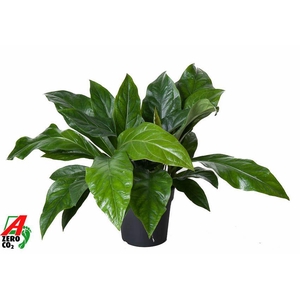 Anthurium Jungle Bush 2pp