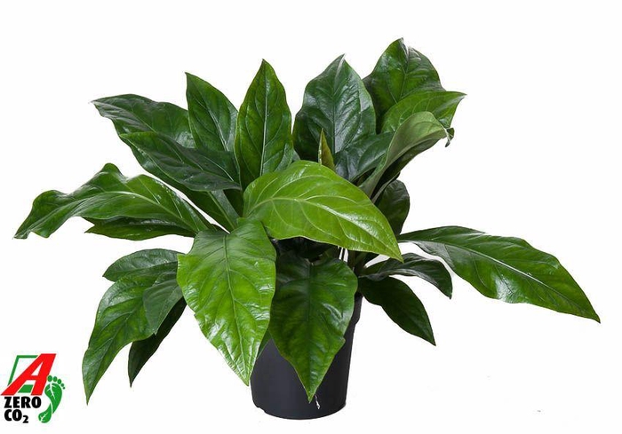 <h4>Anthurium Jungle Bush 2pp</h4>