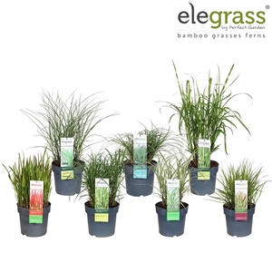 Grassen mix laag - Elegrass Hardy Ornamentals P23