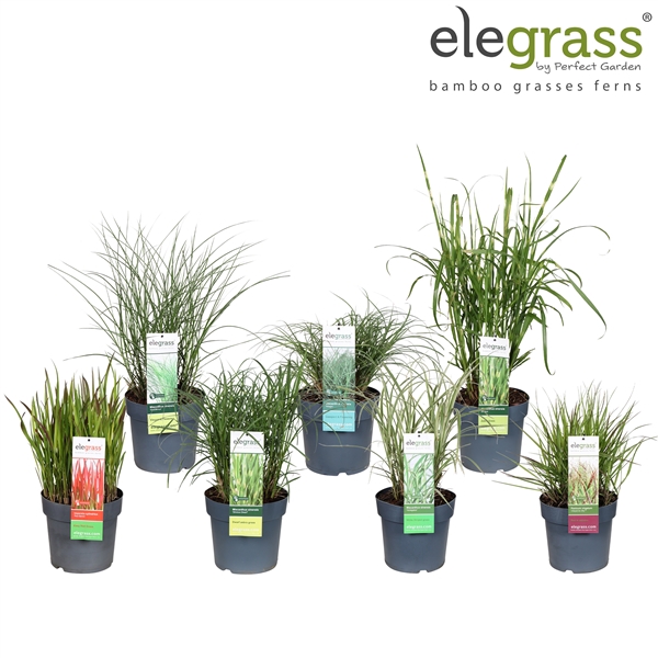 Grassen mix laag - Elegrass Hardy Ornamentals P23