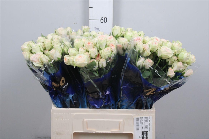 <h4>R Tr Rlm Inger Kristine</h4>