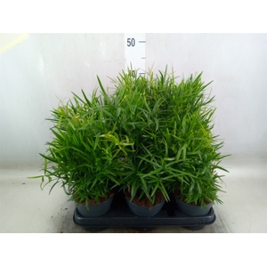 Asparagus falcatus