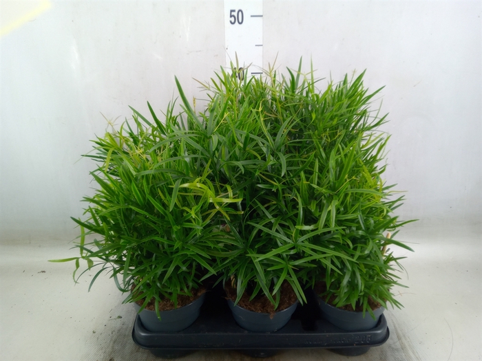<h4>Asparagus falcatus</h4>