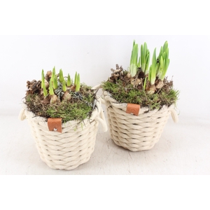 arr4 Bollenmix MB - Wolmand creme kl. x3