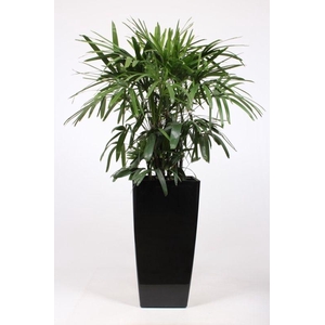 Rhapis excelsa in Piza pot 
