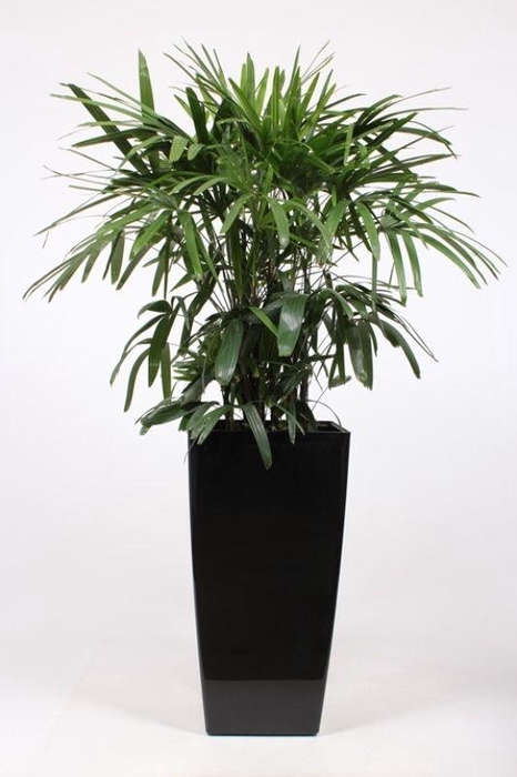<h4>Rhapis excelsa in Piza pot "antraciet"</h4>
