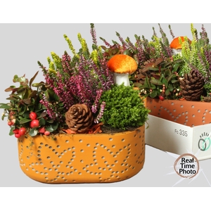 ARR TUINPLANTEN