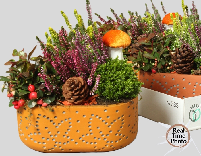 <h4>ARR TUINPLANTEN</h4>