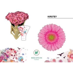 GE MI KIRSTEY Emmer Hoes x80