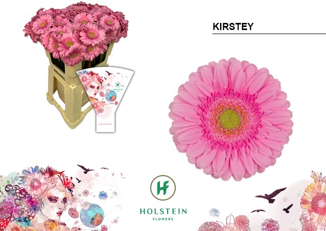 GE MI KIRSTEY Emmer Hoes x80