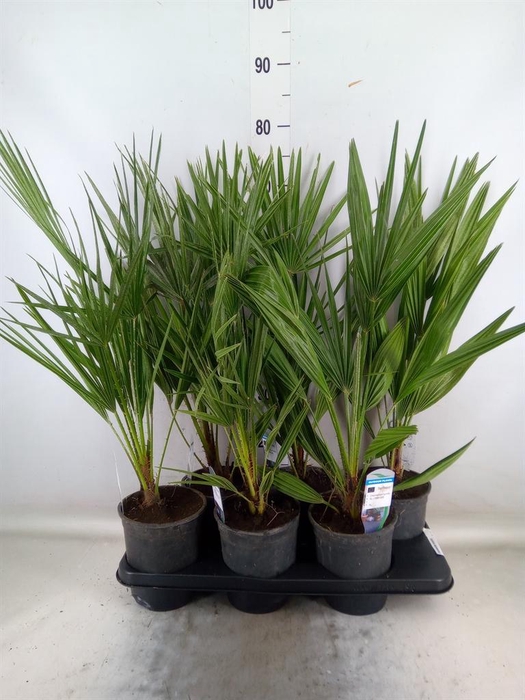 <h4>Chamaerops humilis</h4>