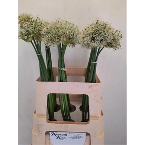 Allium Mount Everest