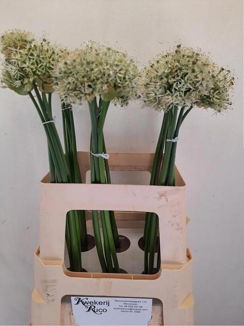 <h4>Allium Mount Everest</h4>