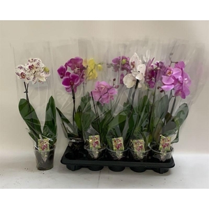 PHAL GEM