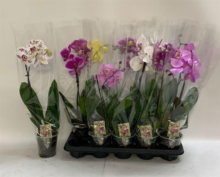 <h4>PHAL GEM</h4>