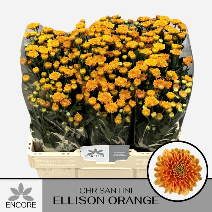 <h4>CHR S ELLISON ORANGE</h4>