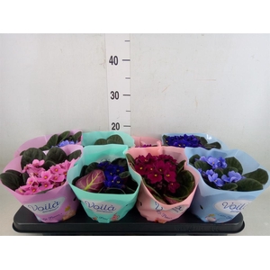 Saintpaulia   ...mix