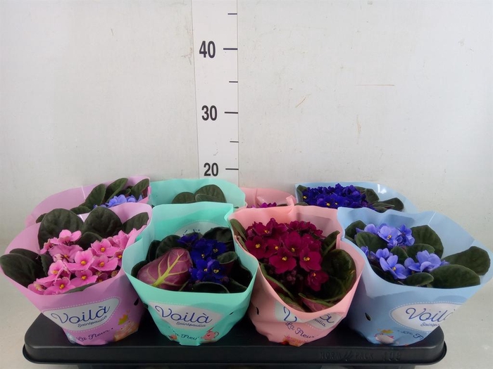 <h4>Saintpaulia   ...mix</h4>