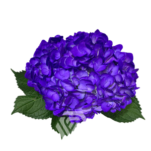 HYDR PREMIUM LAVENDER (TINTED)