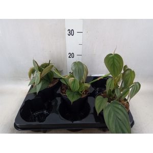 Philodendron   ...