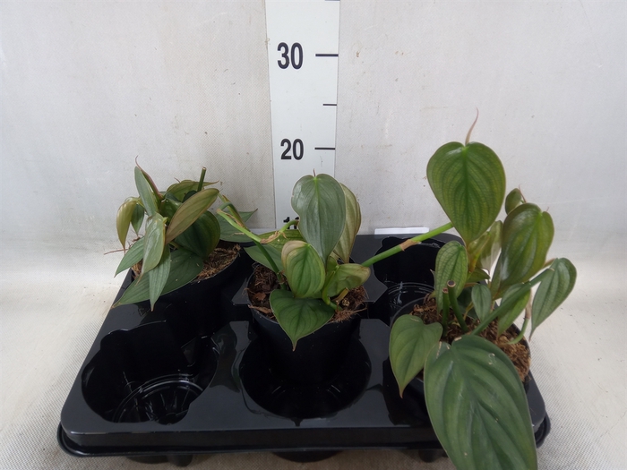 <h4>Philodendron   ...</h4>